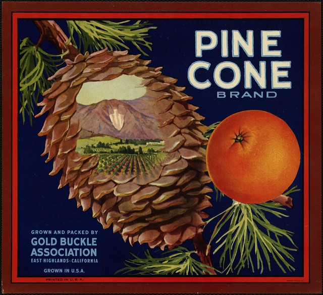 Pine Cone Brand: Grown and packed by Gold Buckle Association, East Highlands, California, grown in U.S.A.