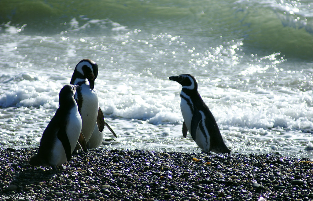 Pingüinera Seno Otway - Punta Arenas - Patagonia