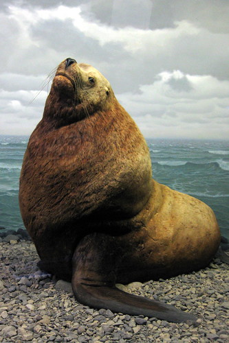 NYC - AMNH: Milstein Hall of Ocean Life - Northern Sea Lion - 無料写真検索fotoq