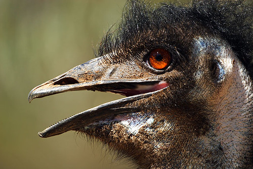 Emu, Wagga Wagga, New South Wales, Australia IMG_4291_Emu