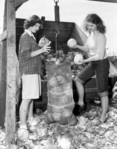 Vintage photo of young women harvesting cabbage