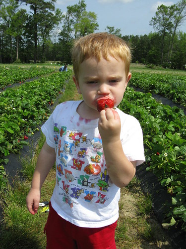 Chris eating Strawberries at the patch