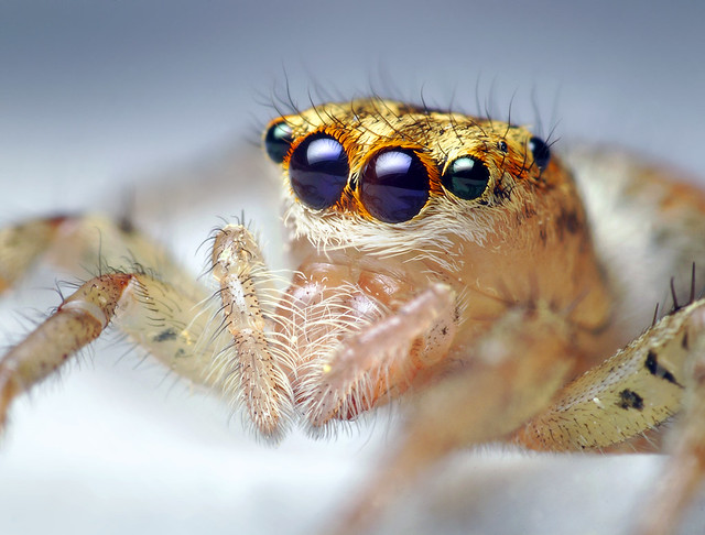 Female Maevia inclemens Jumping Spider