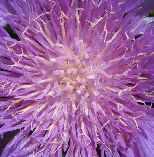 aster flower pictures