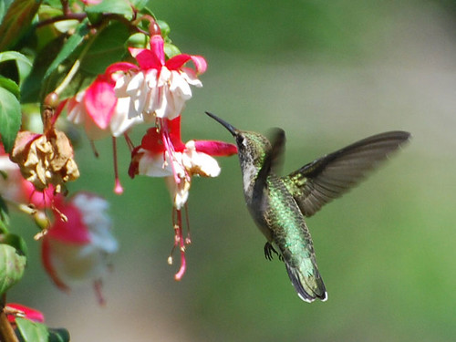 Hummingbird and Fuschia by agdenza