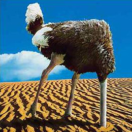ostrich by zolierdos