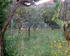 Tsilivi Garden 2008/2009