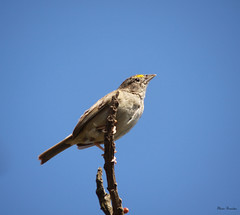Tico-tico-do-campo (Ammodramus humeralis) - Grassland Sparrow 