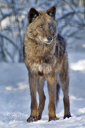Alaska Wolf by JayMorr