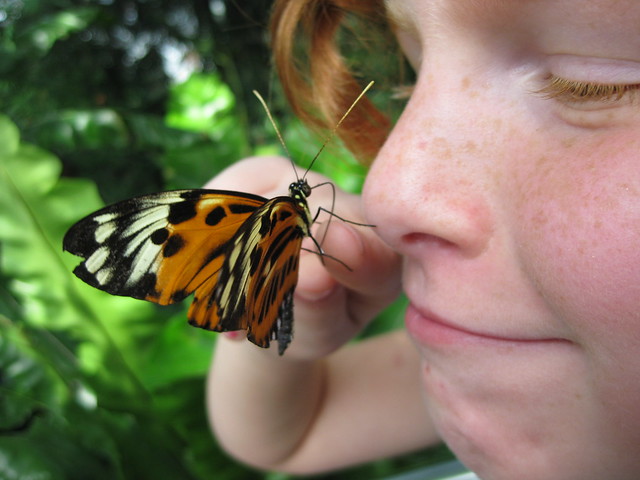 Butterfly Conservatory, Niagara Falls