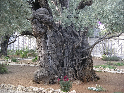 Olive Tree - Garden of Gethsemane