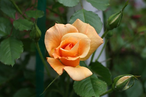 picture of roses