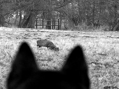 Stalking the venison