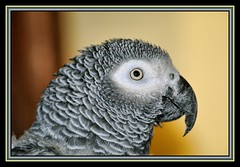 Cleo - Our African Grey