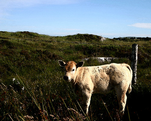 Connemara roadside calf