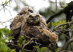 2011 Great Horned Owl Nest