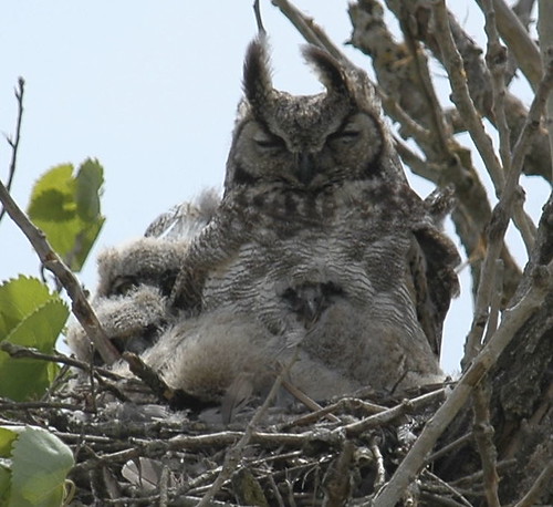 GHOW with owlets