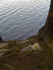 Elusive RARE White Squirrel Spotted at Jamaica Pond