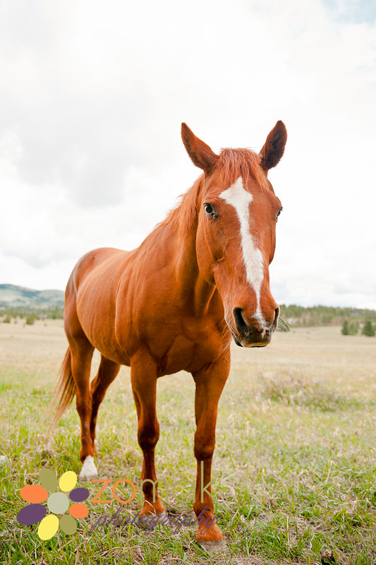 Photo of a horse during a family photo session in Montana City, Montana