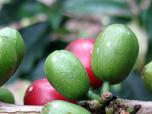 Coffee fruits