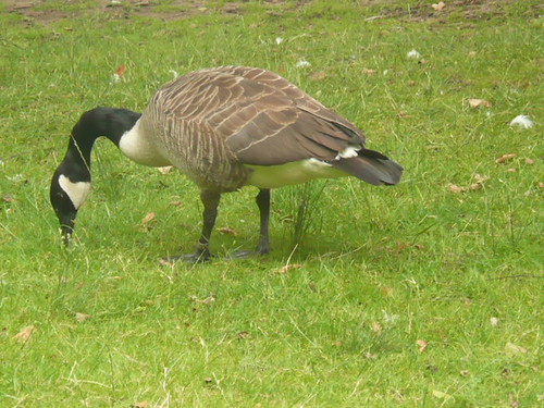 Canada Goose ,Richmond Park,London
