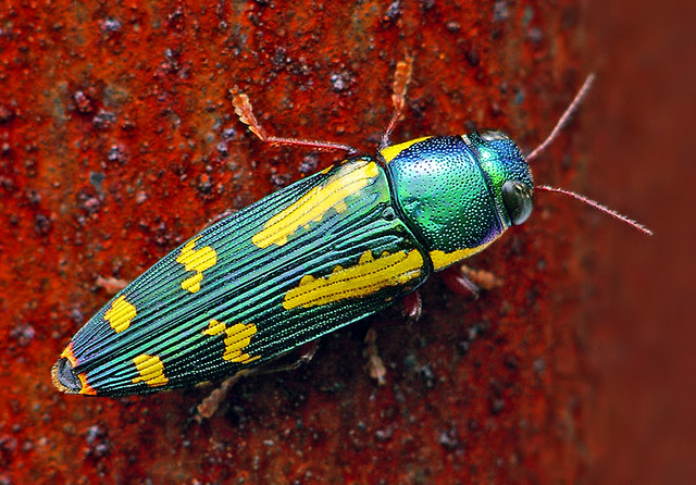 Red-legged Metallic Wood Boring Beetle - (Buprestis rufipes)