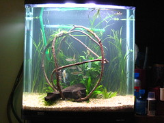 Fish Tank - 03.01.2009