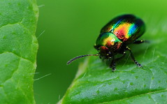 Beetles&Bugs