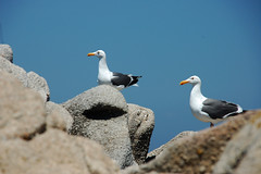 Gulls on Rocks