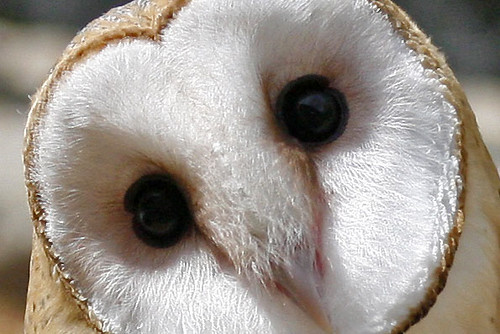 barn owls eyes