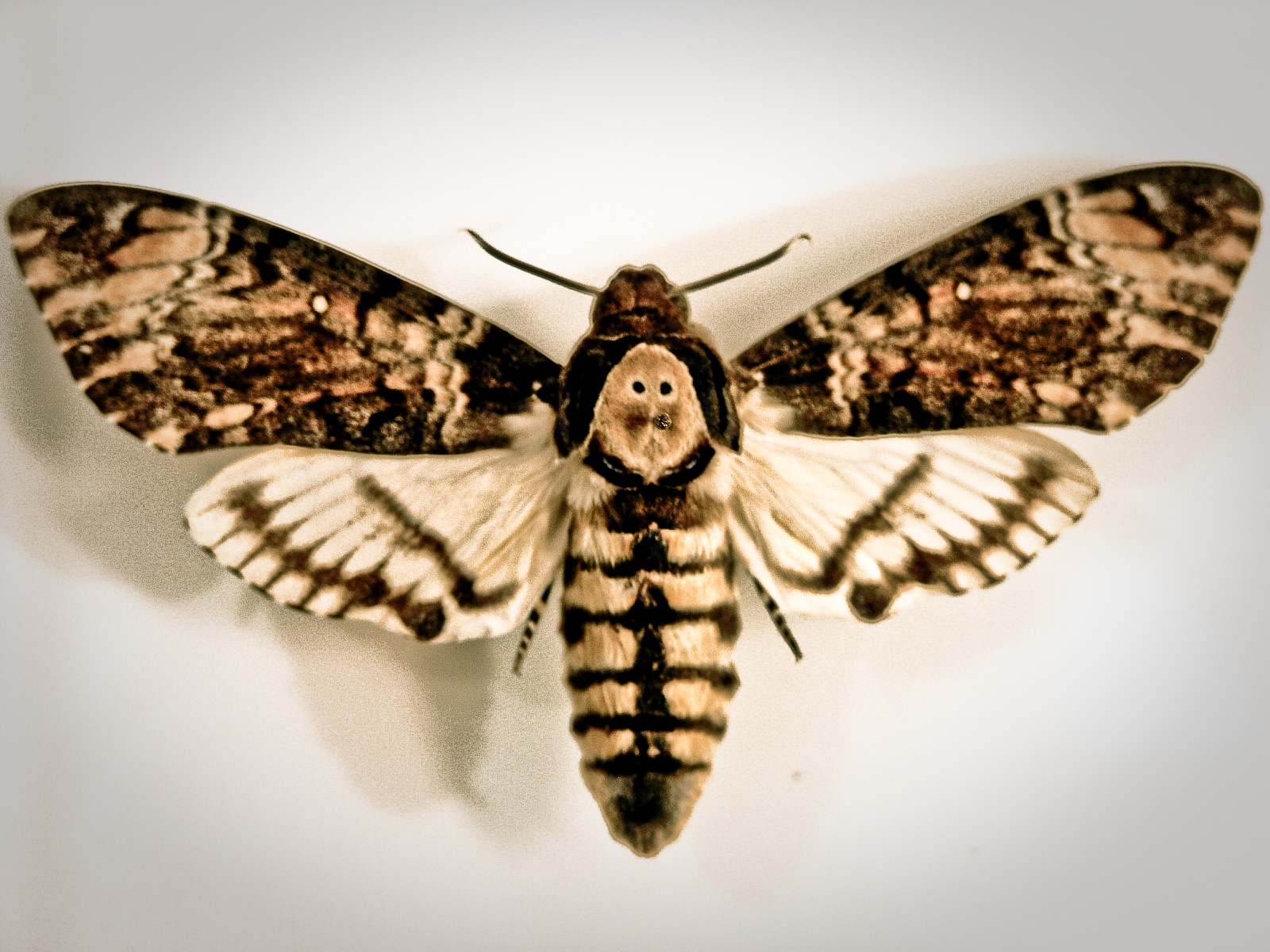 the death of the moth symbolism