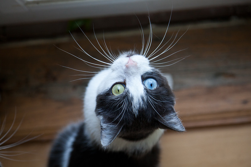 One Cat, 2 Sets of Whiskers