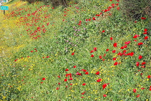 spring flowers photos