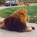 Longleat Lion