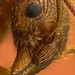 Ant, likely Myrmica