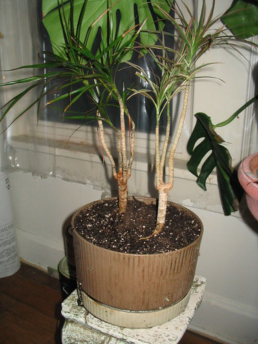 Two variations on the theme of Madagascar Dragon Tree