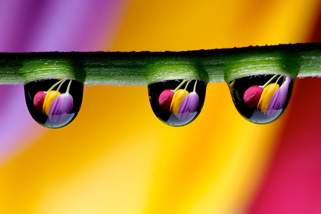Drops and Tulips