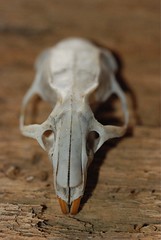 Skulls, Bones, & Other Dead Things