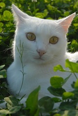 Luna (white cat)