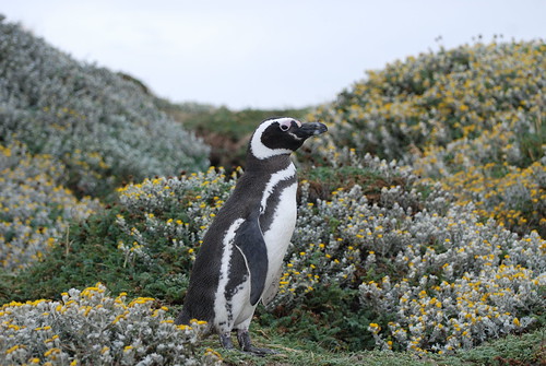 Magellanic Penguin, Punta Arenas, Chile by RV Bob