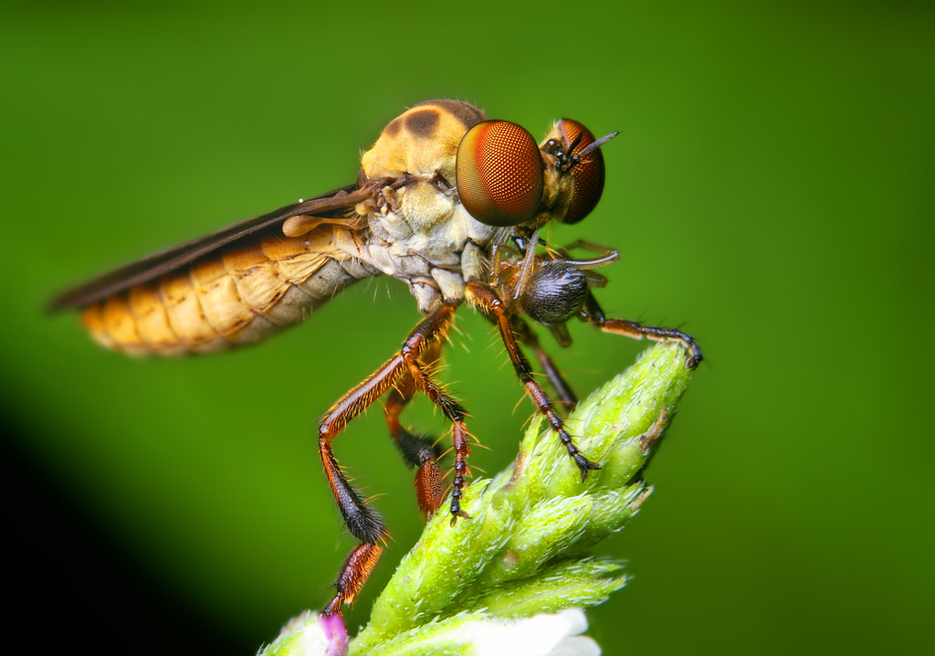 Robber Fly (Holcocephala fusca) Eating a Spider