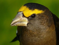 finches,grosbeaks,siskins,tanagers