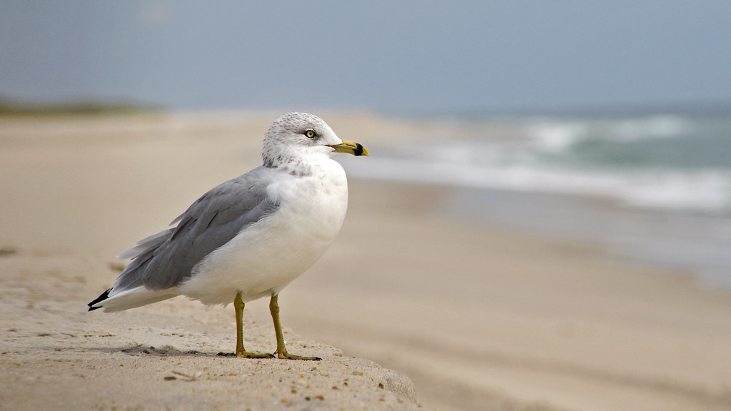 gull on sand