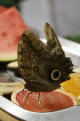 Smithsonian Butterfly Pavilion