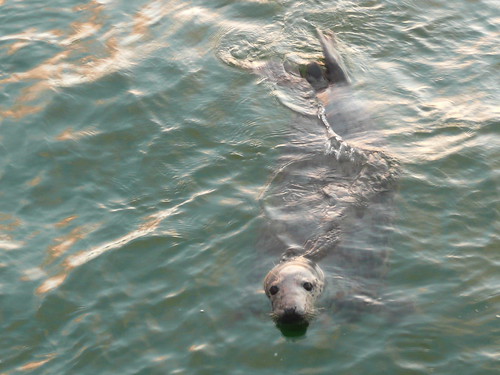 Seals in The Harbour at St.Ives,Cornwall (4)