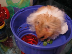 Hamster: Gustav "Gus," Syrian Long Haired