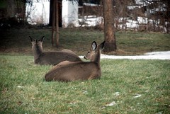 Deer, Jan 5, 2008
