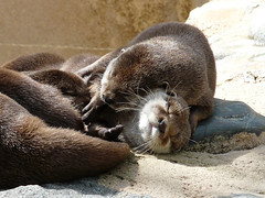 Farniente au soleil, Loutres - Otters