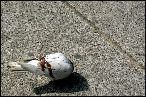 Headless Pigeon.