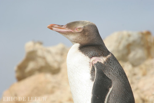 Yellow-eyed penguin (hoiho) individual - Megadyptes antipodes by "Out Shooting" photos :)